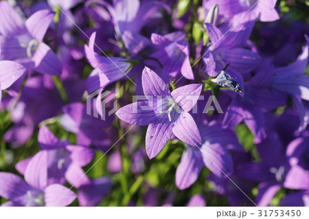 Group of Campanula patula spreading bellflower in 31753450