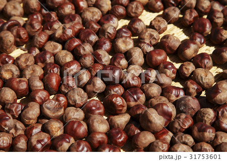 栃の実 31753601