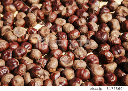 栃の実 31753604