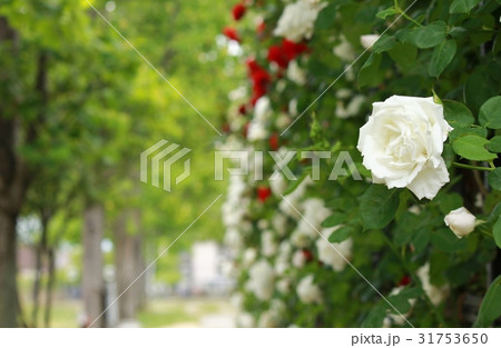 白い薔薇とバラ園の様子です 31753650