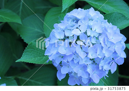 青い紫陽花 31753875