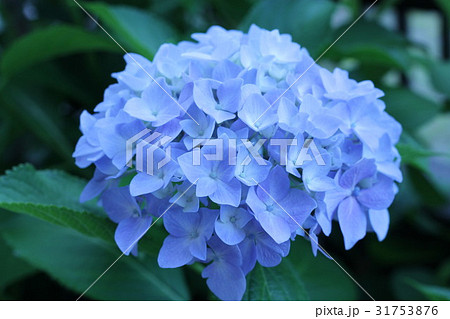 青い紫陽花 31753876