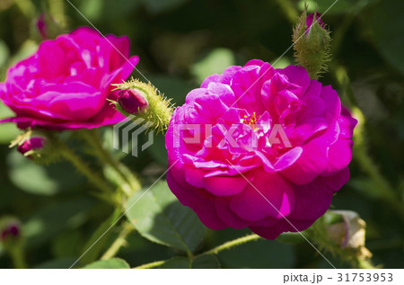 薔薇 薔薇 31753953