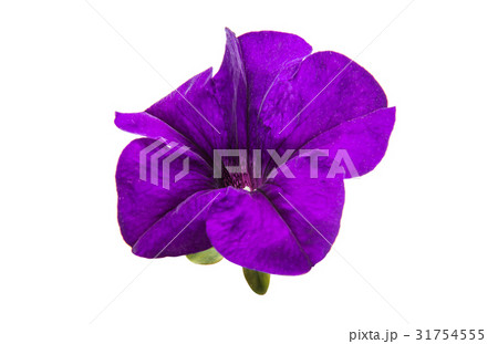 Lilac petunia 31754555