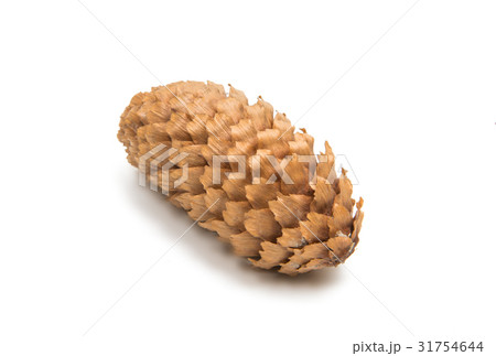 Cone of fir isolated 31754644
