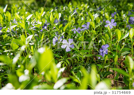 Vinca flowers growing 31754669