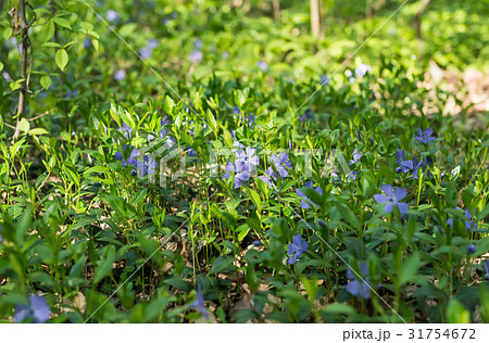 Vinca flowers growing 31754672