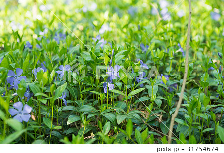 Vinca flowers growing 31754674
