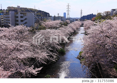 恩田川の桜並木を上から眺める 31755086