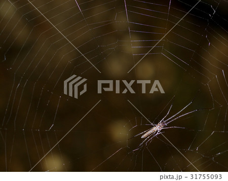 long legs tiny black spider resting on the nest 31755093