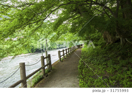 水上ハイキングコース 水上ハイキングコース 31755993