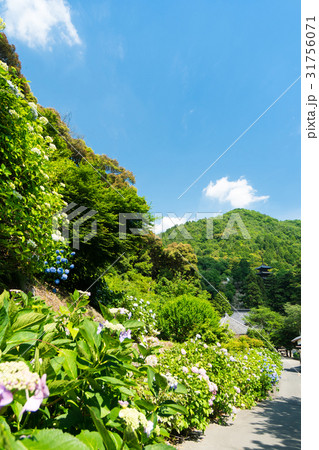 梅雨晴れの紫陽花のある風景 31756071