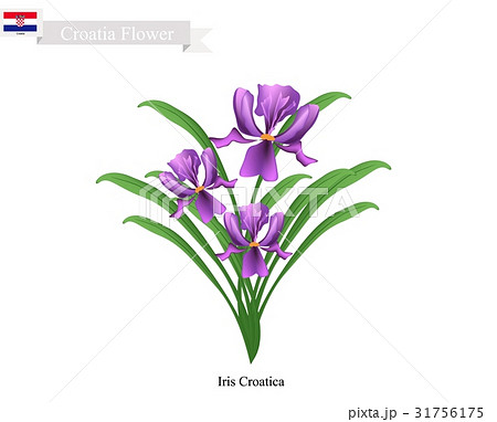 Iris Croatica Flowers The National Flower Croatia Stock Illustration