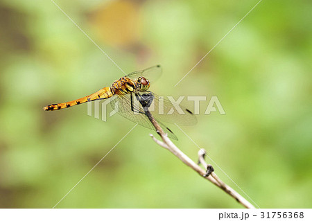 アキアカネ 31756368