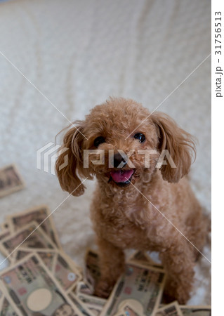 愛犬の介護費用 31756513