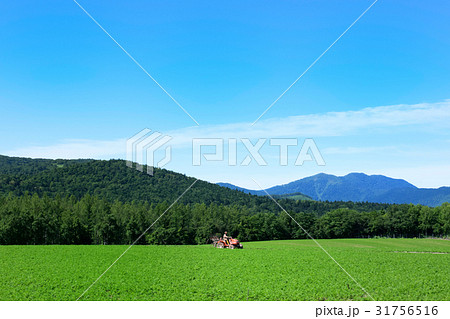 丘の風景 畑とトラクター 丘の風景 畑とトラクター 31756516