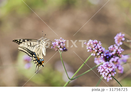 キアゲハ キアゲハ 31756725