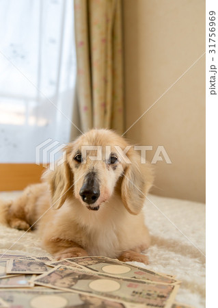 愛犬の介護費用 31756969