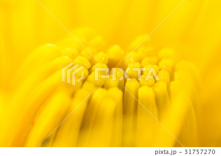 タンポポの中心のつぼみ 31757270