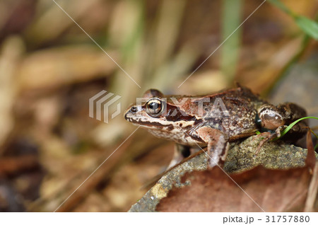 エゾアカガエル(北海道) エゾアカガエル(北海道) 31757880