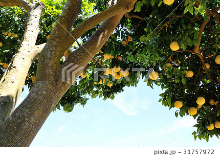 グレープフルーツの木 Grapefruit Tree Citrus X Paradisi の写真素材