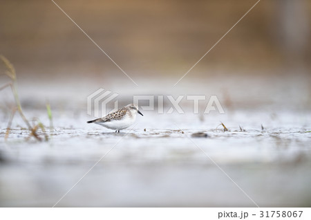 水辺を歩くトウネン 31758067