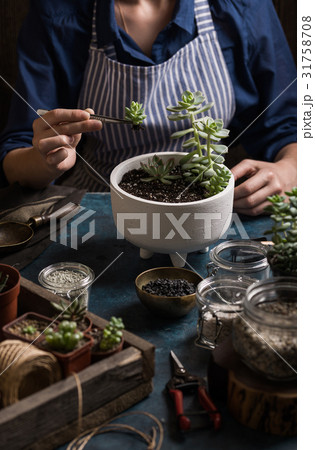 Succulents mini garden making step by step Succulents mini garden making step by step 31758708