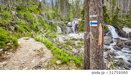 Hiking trail arrow mark on tree. 31759360