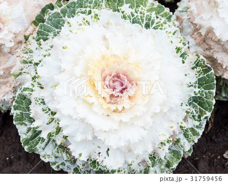 White large cabbage with the water drop. 31759456