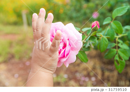Hand of Kids or Children touching Pink rose Plant 31759510
