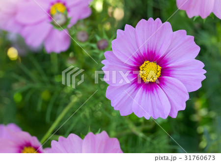 Cosmos daisy flowers 31760673