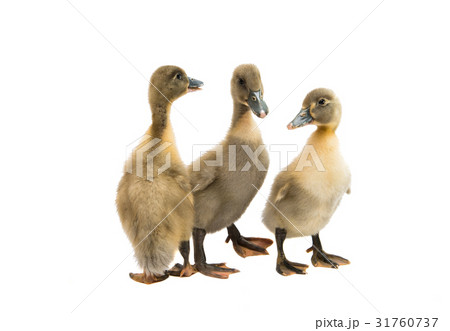 Small ducklings Small ducklings 31760737