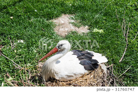 Stork in the nature 31760747