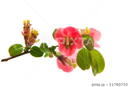 Flower chaenomeles 31760750