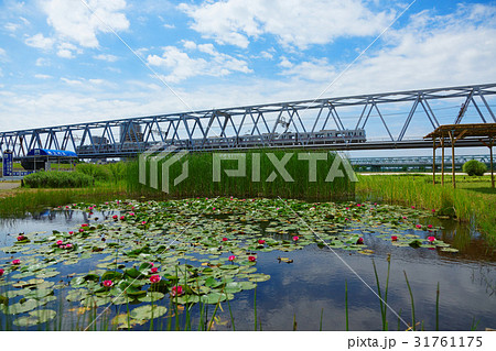 青空が広がる江戸川の川原の赤色のスイレンと列車 青空が広がる江戸川の川原の赤色のスイレンと列車 31761175