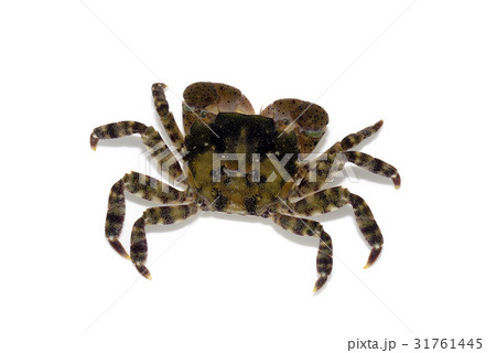 イソガニの写真素材
