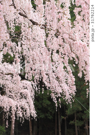 川井峠の枝垂れ桜 31762214