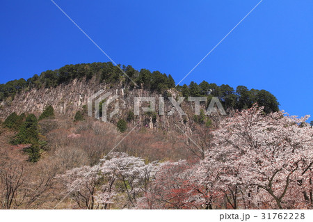 屏風岩公園桜満開 31762228