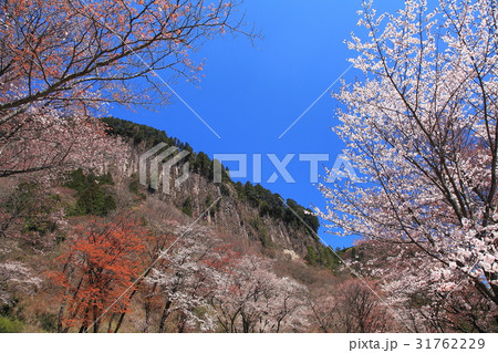 屏風岩公園桜満開 屏風岩公園桜満開 31762229
