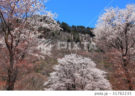 屏風岩公園桜満開 31762235