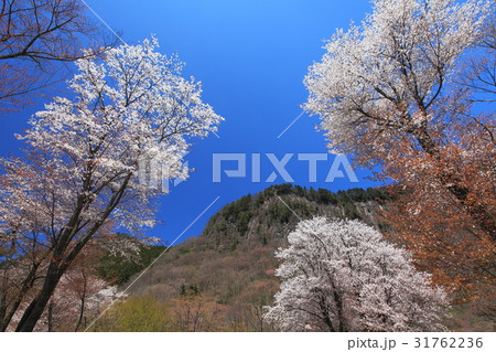 屏風岩公園桜満開 屏風岩公園桜満開 31762236