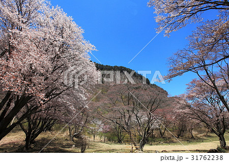 屏風岩公園桜満開 屏風岩公園桜満開 31762238