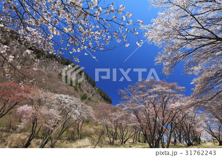 屏風岩公園桜満開 31762243