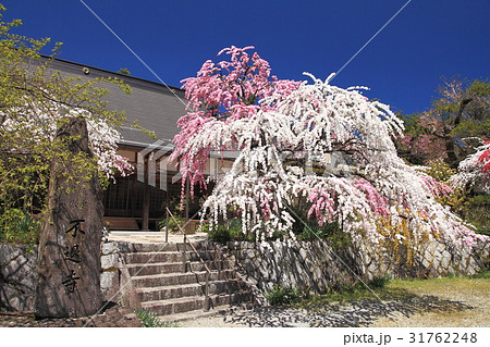 不退寺の源平枝垂れ桃 31762248