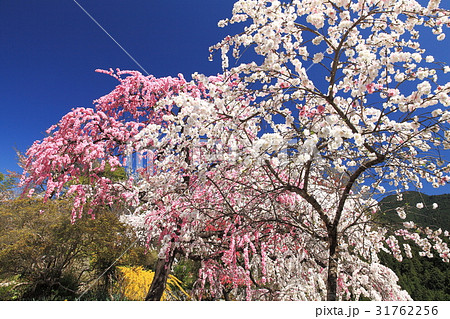 不退寺の源平枝垂れ桃 不退寺の源平枝垂れ桃 31762256