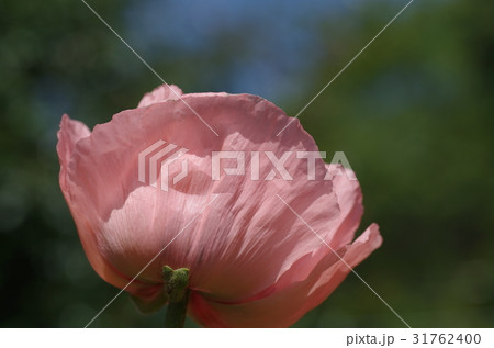 オリエンタルポピー オリエンタルポピー 31762400