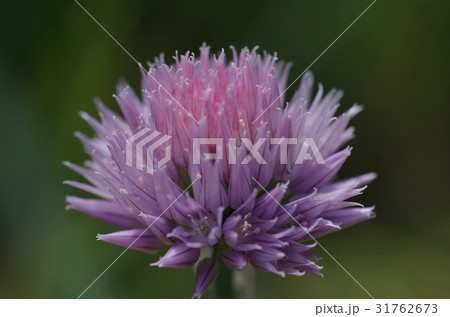 チャイブの花 チャイブの花 31762673
