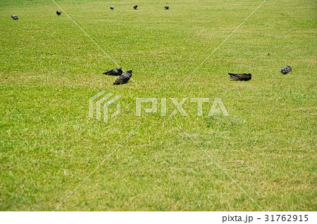 鳩、ハト（Pigeons） 31762915