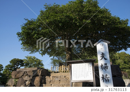 夫婦椿(八重垣神社) 夫婦椿(八重垣神社) 31763113
