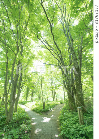 たじま高原植物園 沿道 (兵庫県) たじま高原植物園 沿道 (兵庫県) 31763157
